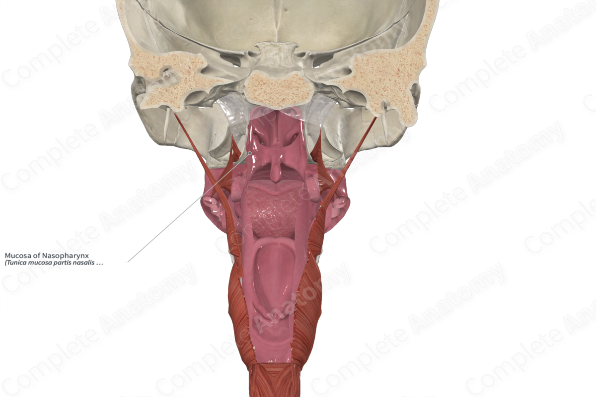 Mucosa of Nasopharynx 