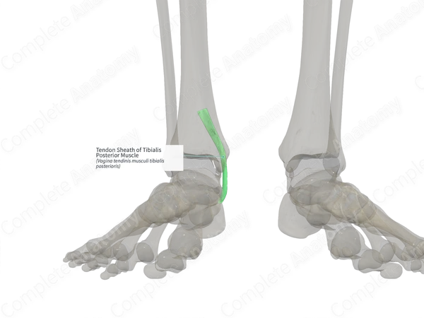 Tendon Sheath of Tibialis Posterior Muscle (Right)
