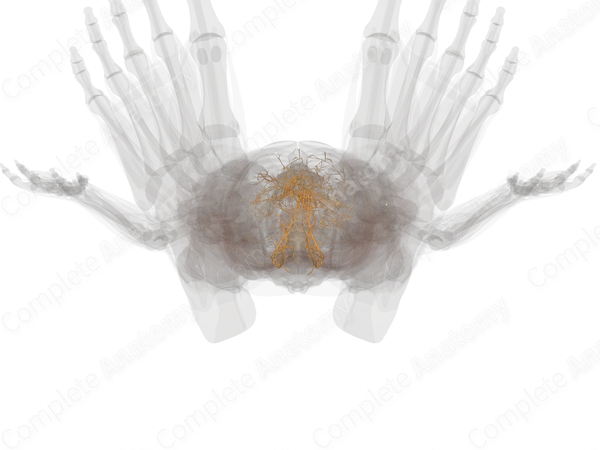 Autonomic Plexuses