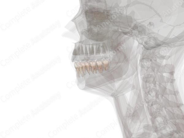 Mandibular Dental Arch (Right Quadrant)