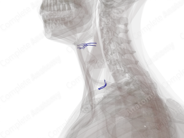 Veins of Larynx