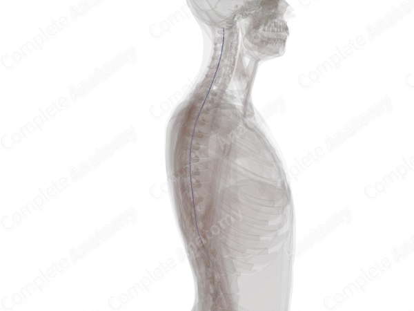 Posterior Spinal Veins