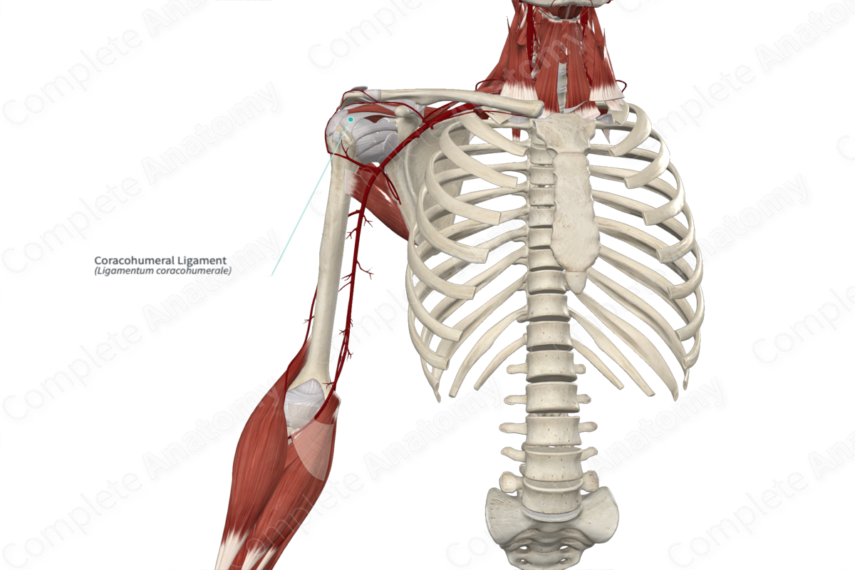 Coracohumeral Ligament 