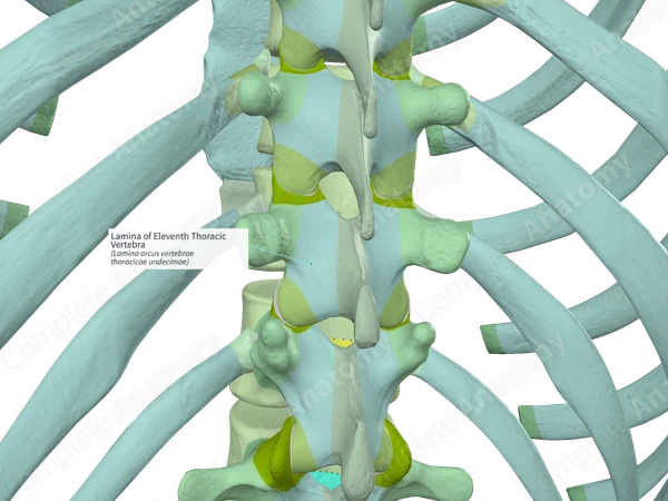 Lamina of Eleventh Thoracic Vertebra (Left)