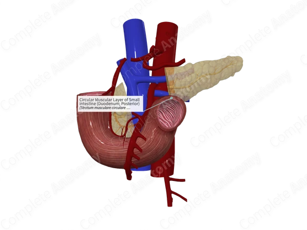 Circular Muscular Layer of Small intestine (Duodenum; Posterior)