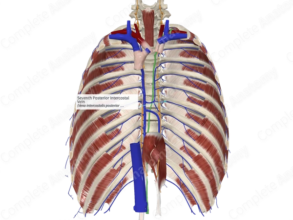 Seventh Posterior Intercostal Vein