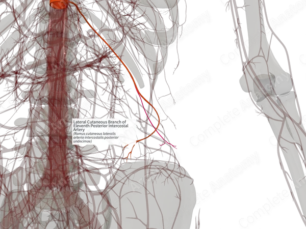 Lateral Cutaneous Branch of Eleventh Posterior Intercostal Artery (Right)