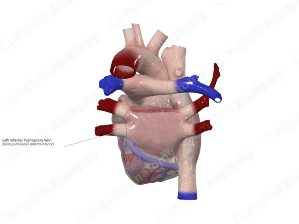 Left Inferior Pulmonary Vein
