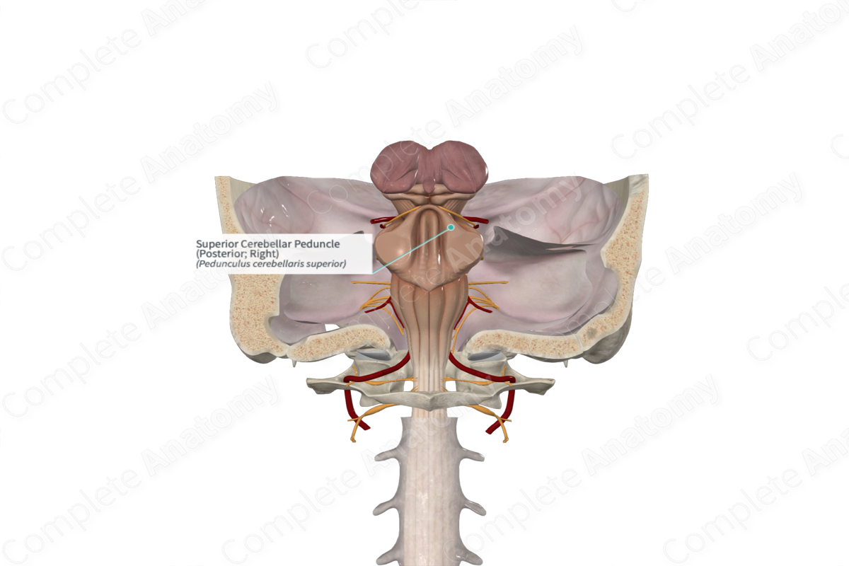 Superior Cerebellar Peduncle (Posterior; Right)