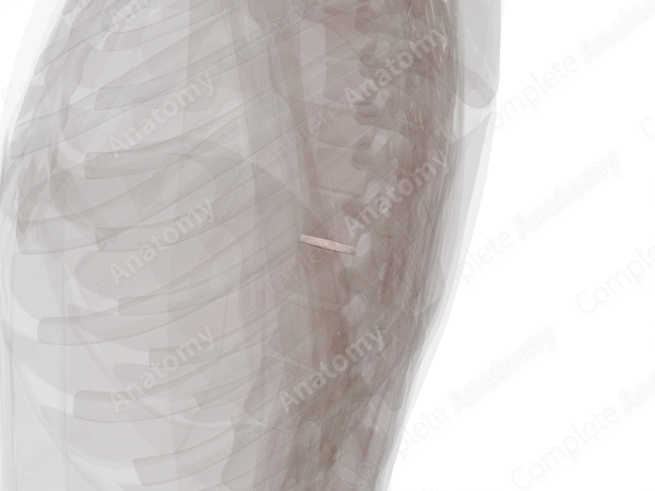 Intervertebral Disc (T10-T11)
