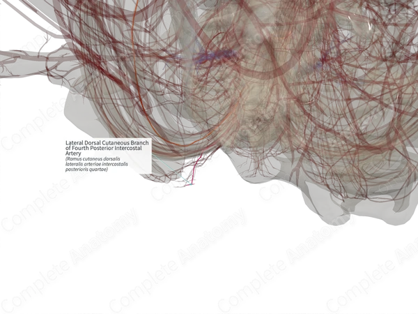 Lateral Dorsal Cutaneous Branch of Fourth Posterior Intercostal Artery (Right)