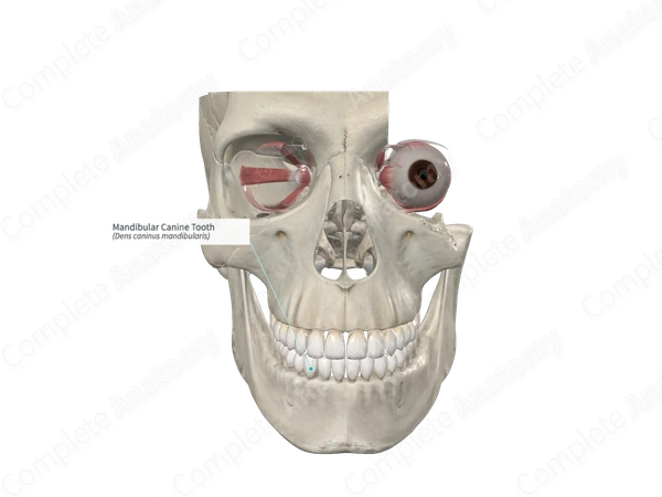 Mandibular Canine Tooth 