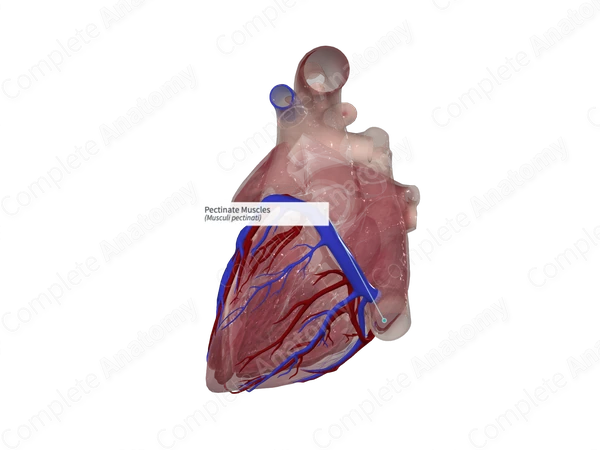 Pectinate Muscles