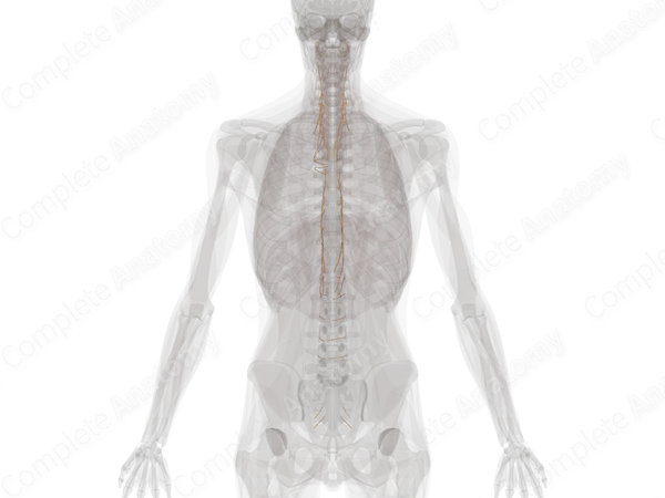 Sympathetic Nerves