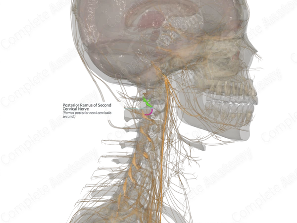 Posterior Ramus of Second Cervical Nerve (Left)
