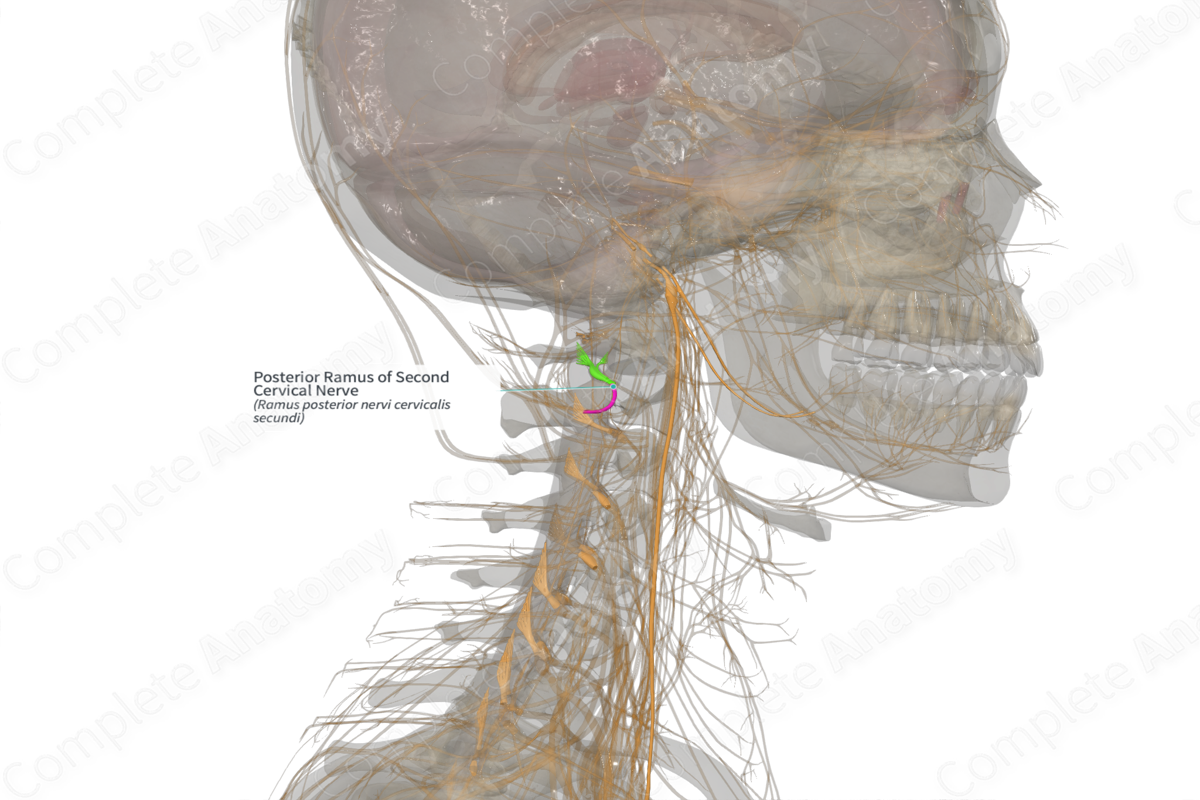Posterior Ramus of Second Cervical Nerve (Left)