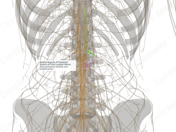 Medial Branch of Posterior Ramus of First Lumbar Nerve (Right)