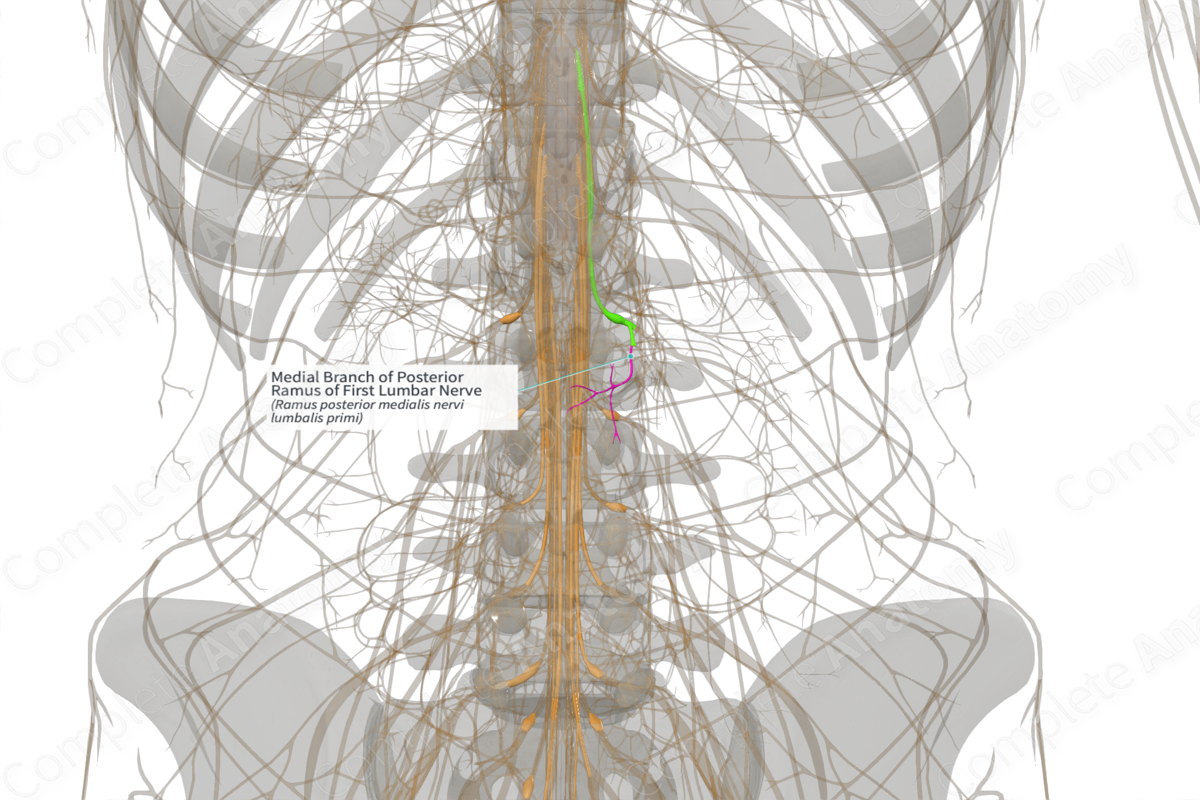 Medial Branch of Posterior Ramus of First Lumbar Nerve (Right)