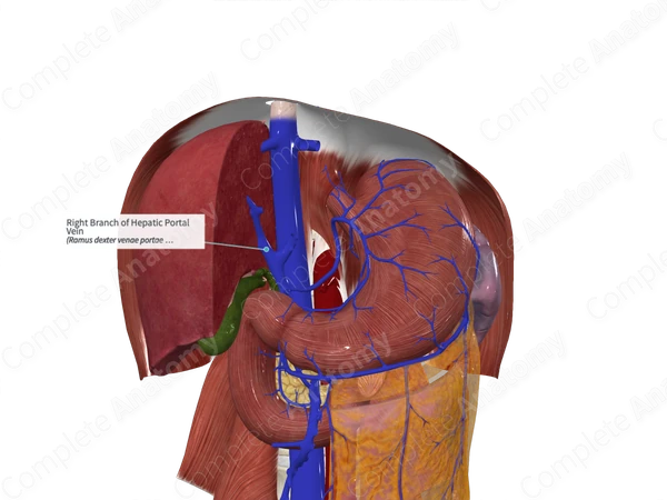 Right Branch of Hepatic Portal Vein