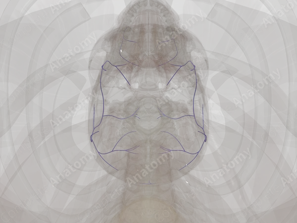 Diploic Veins