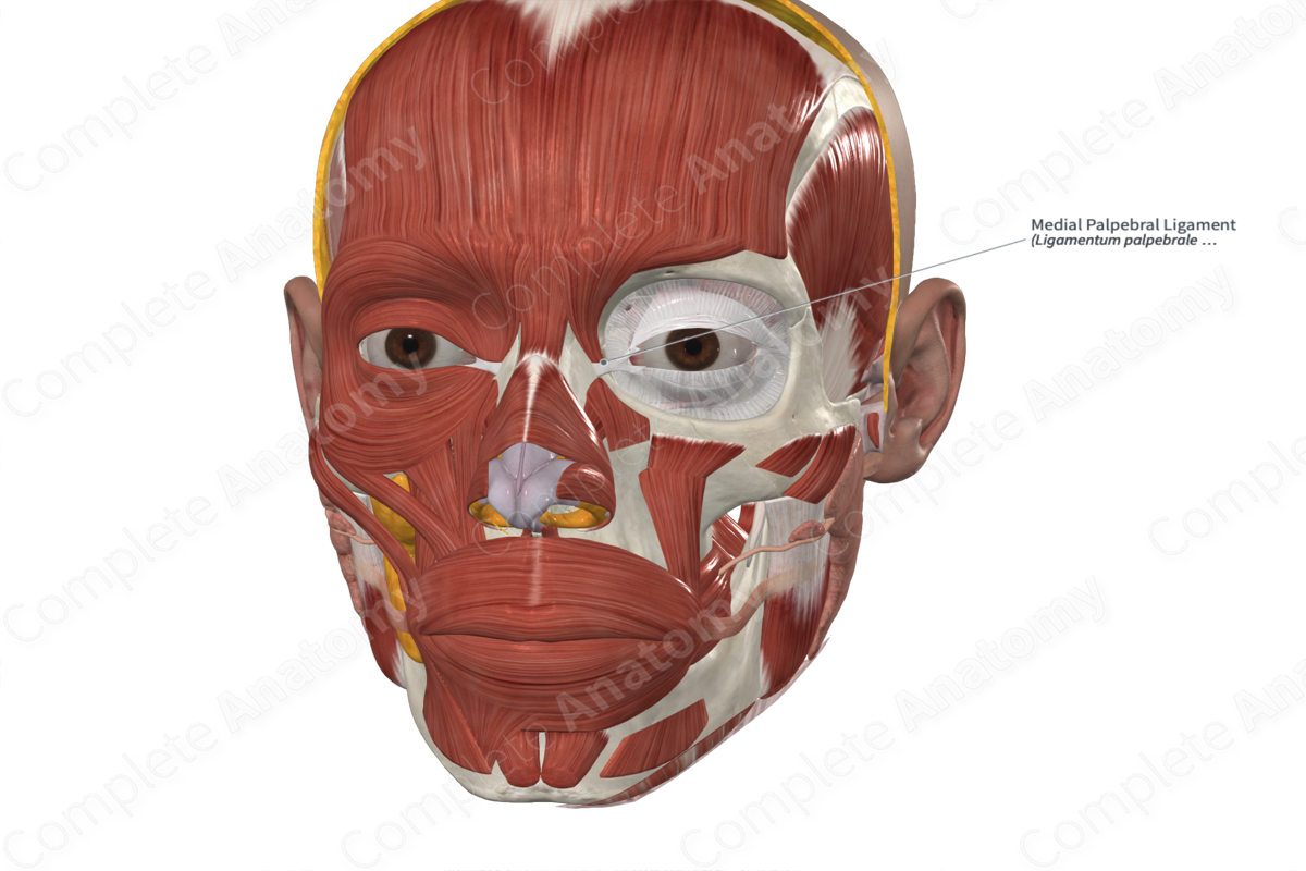 Medial Palpebral Ligament Complete Anatomy