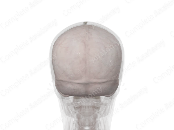 Cranial Dura