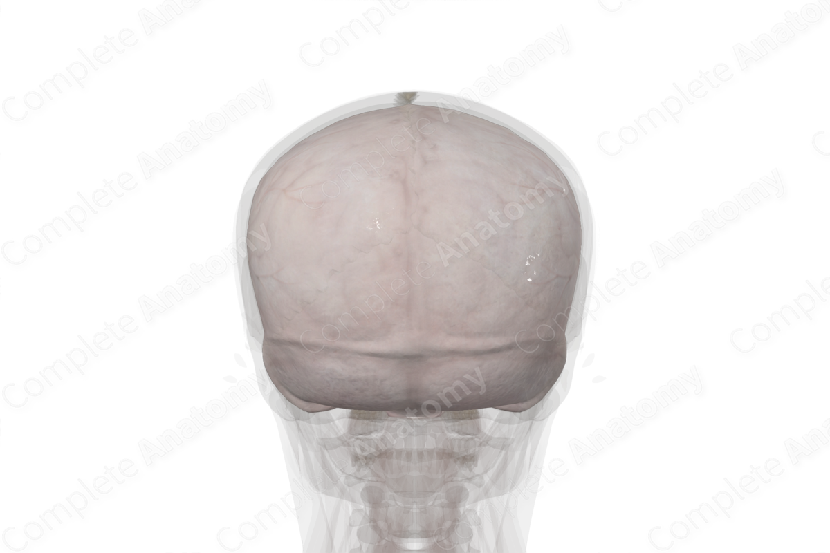 Cranial Dura