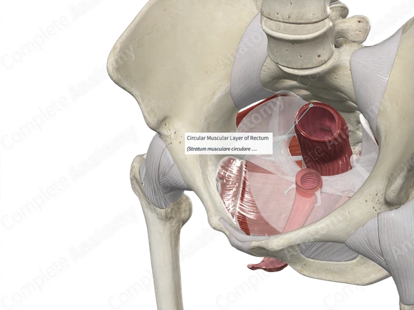 Circular Muscular Layer of Rectum