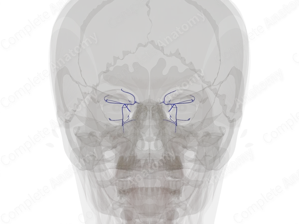 Orbital Veins