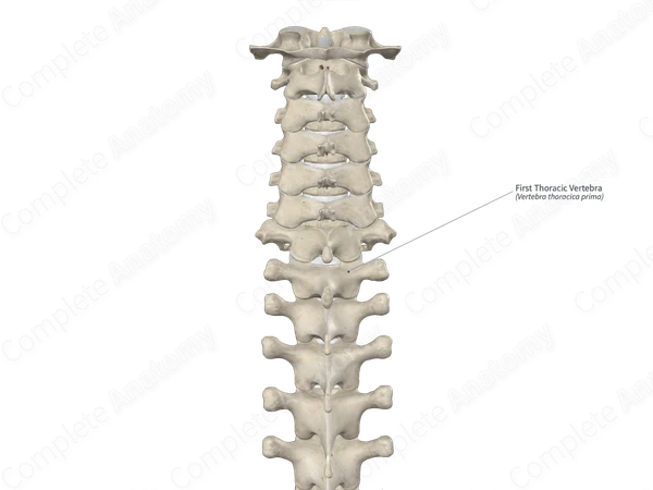First Thoracic Vertebra