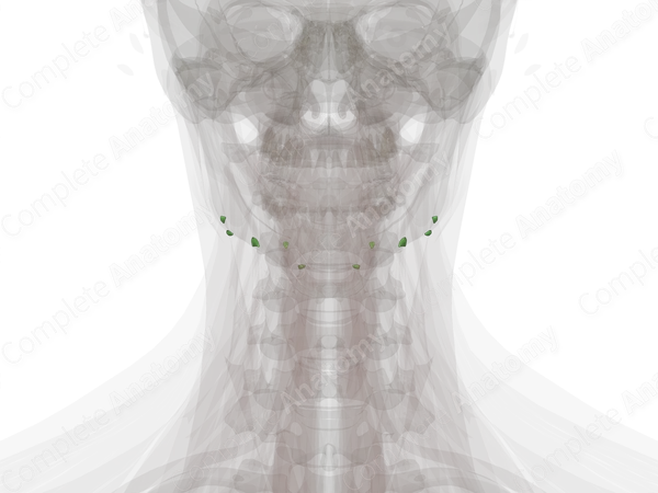 Submandibular Nodes