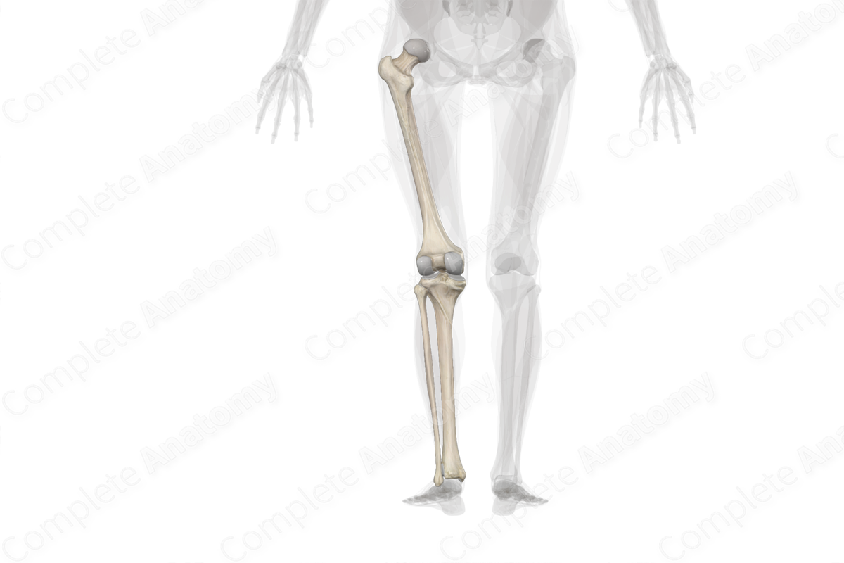 Bones of Thigh & Leg (Left)