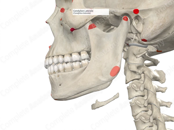 Condylion Laterale (Left)