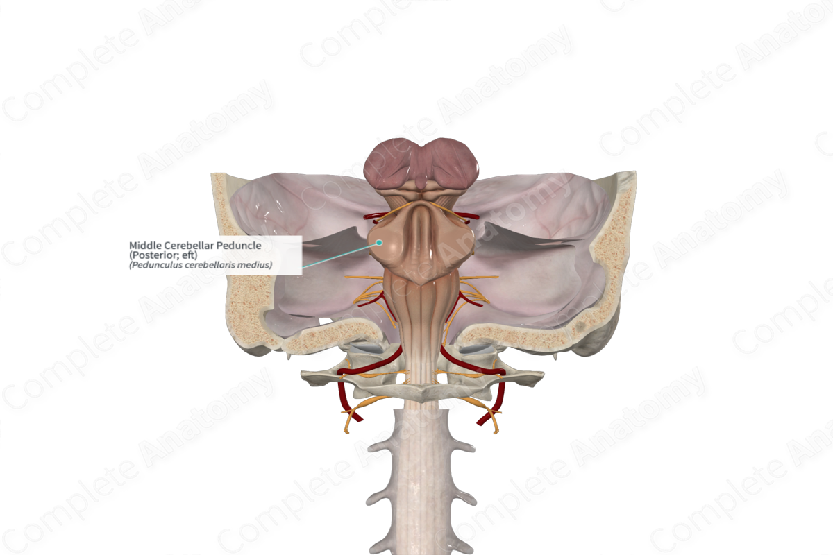 Middle Cerebellar Peduncle (Posterior; eft)