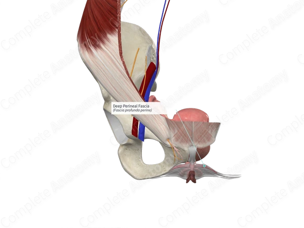 Deep Perineal Fascia