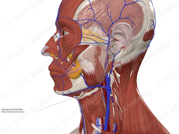 Common Facial Vein