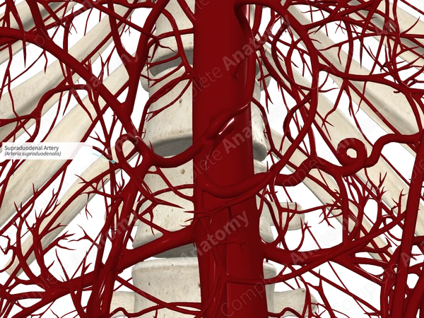 Supraduodenal Artery