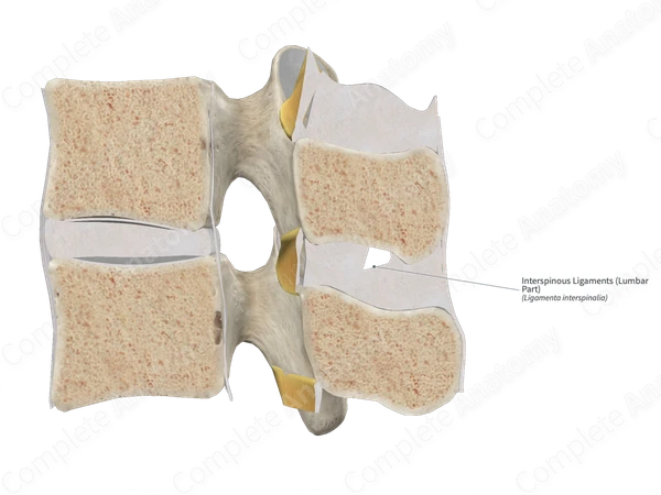 Interspinous Ligaments (Lumbar Part)