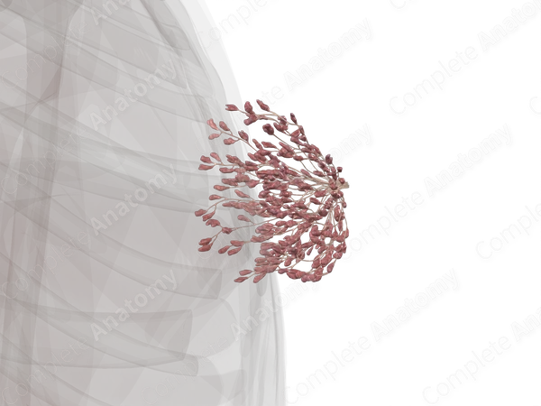 Mammary Gland (Left)