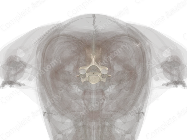 Fifth Cervical Vertebra