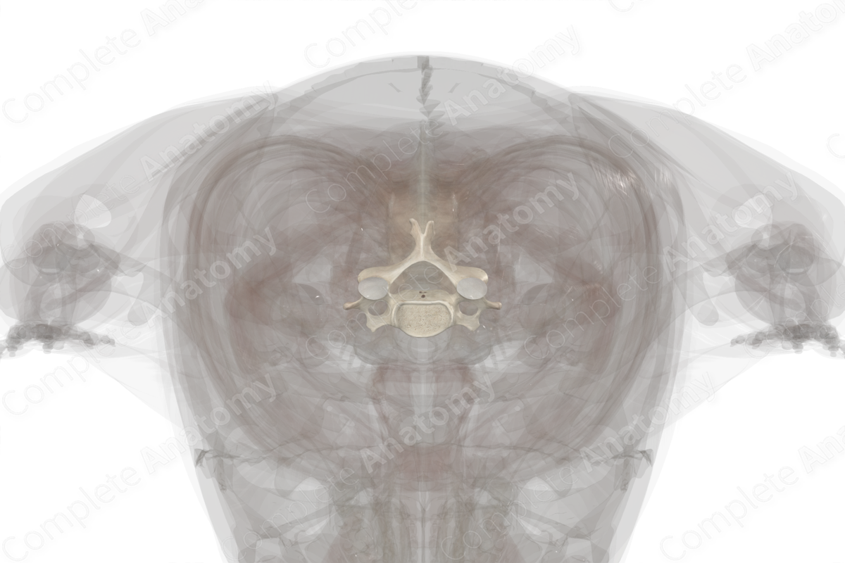 Fifth Cervical Vertebra