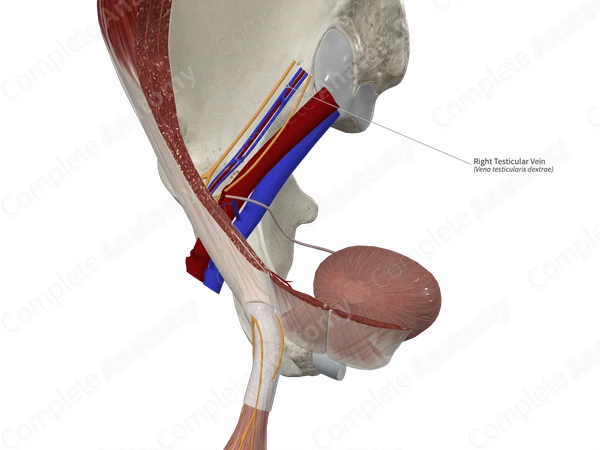 Right Testicular Vein