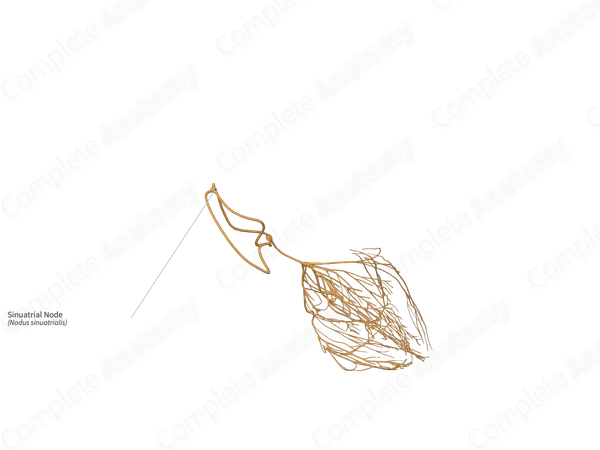 Sinuatrial Node
