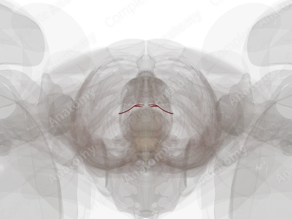 Arteries of Urethra