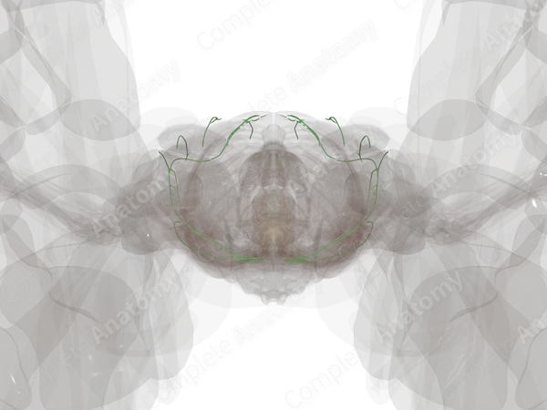 Lymph Vessels of Abdominal Wall