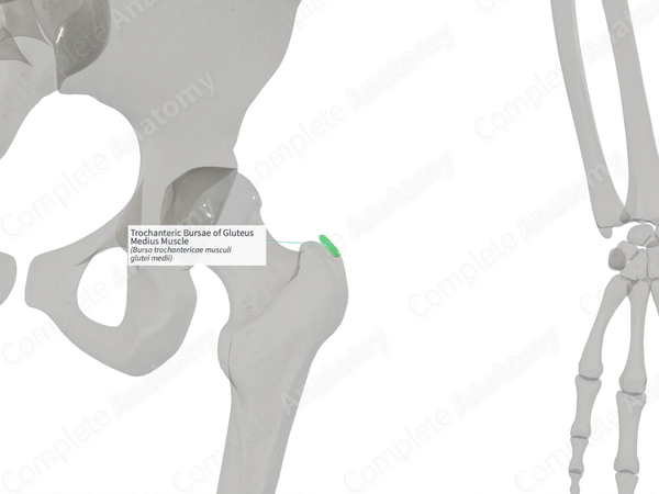 Trochanteric Bursae of Gluteus Medius Muscle (Right)
