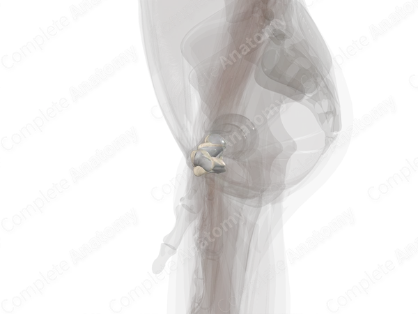 Carpal Bones (Left)