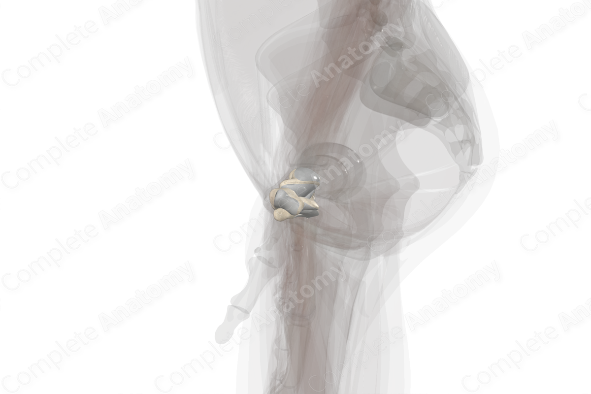 Carpal Bones (Left)