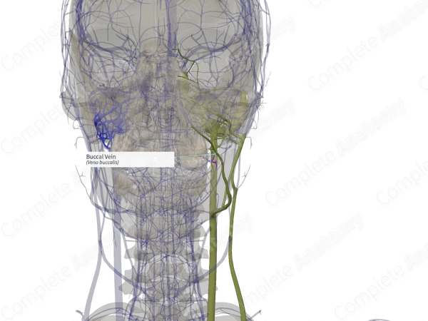 Buccal Vein (Left)
