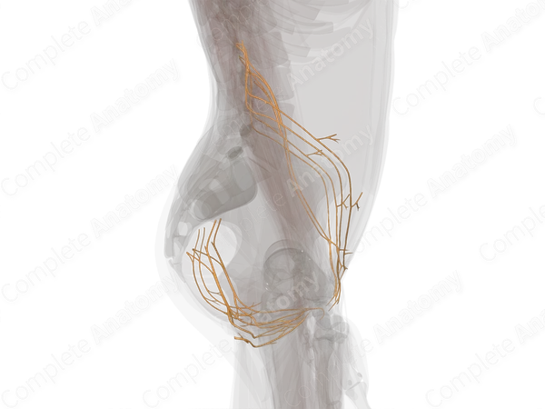 Nerves of Trunk